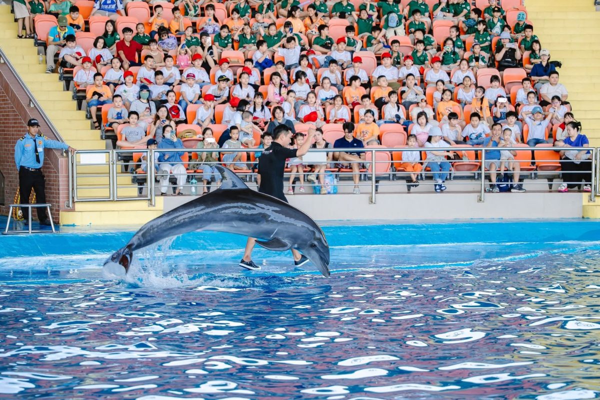 show cá heo và hải cẩu đà nẵng ưu đãi học sinh sinh viên